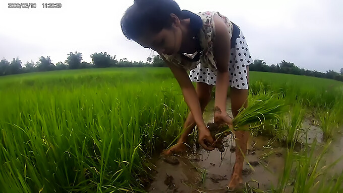 La Chica Asiática Disfruta De La Desnudez Pública En Los Campos De Arroz